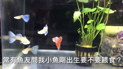 魚要養幾隻比較好